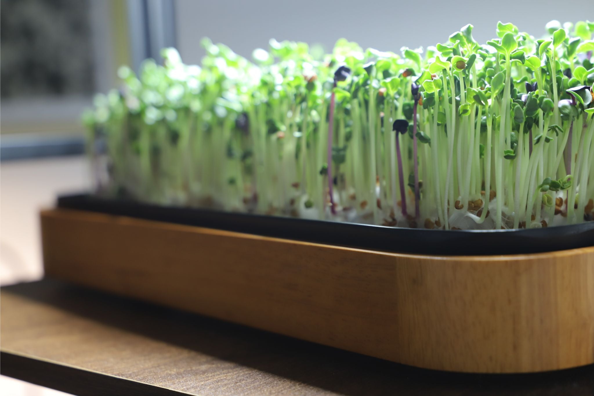 Close-up of fresh microgreens growing on the germinating mat of a LaNiTex wooden microgreen kit