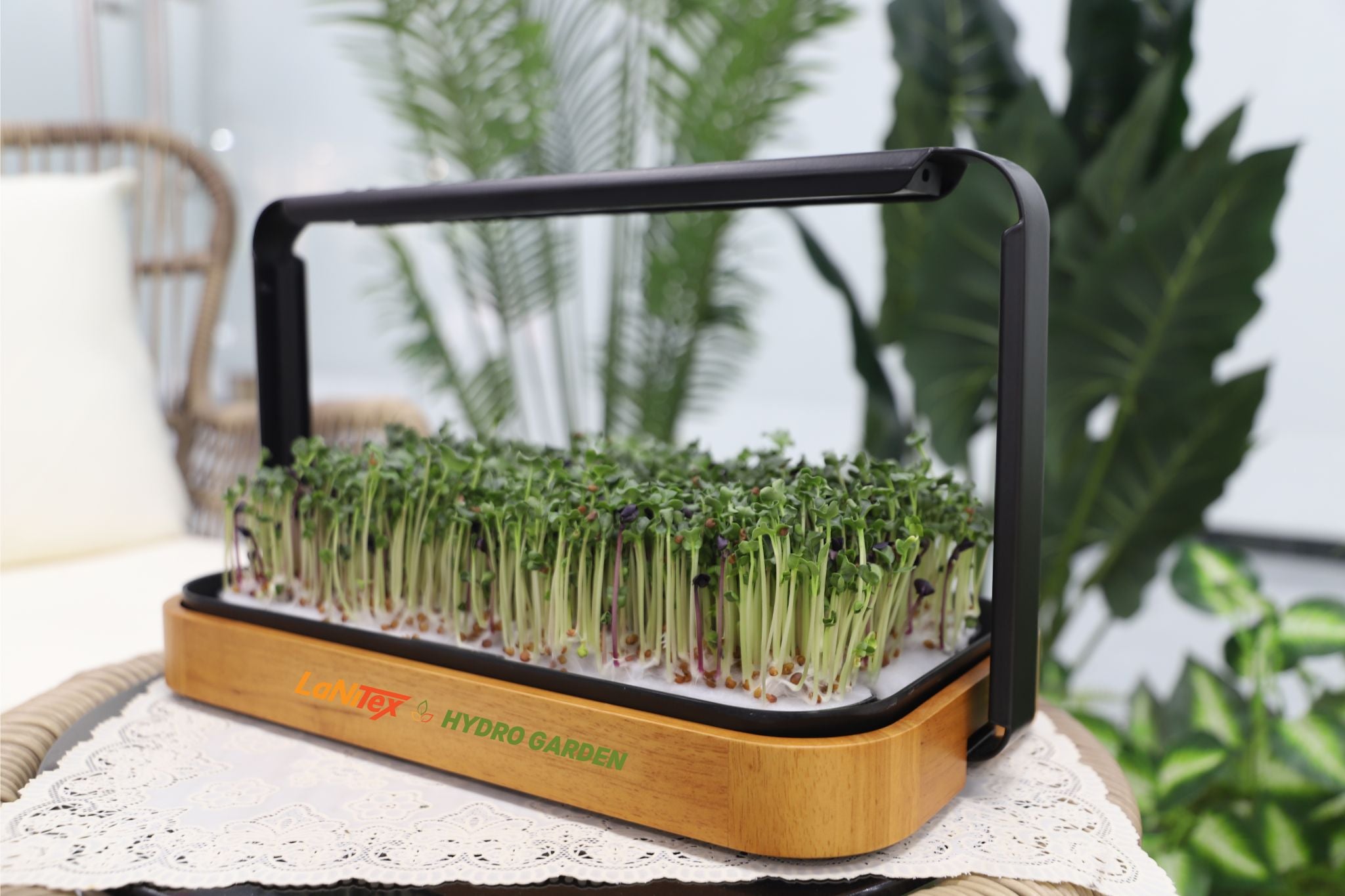 LaNiTex wooden microgreen kit on a patio table growing fresh microgreens under full-spectrum LED light
