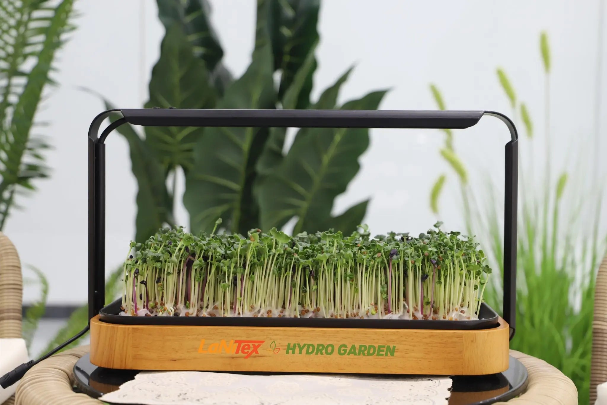 Hydroponic gardening system with growing microgreens on a blurred green plant background