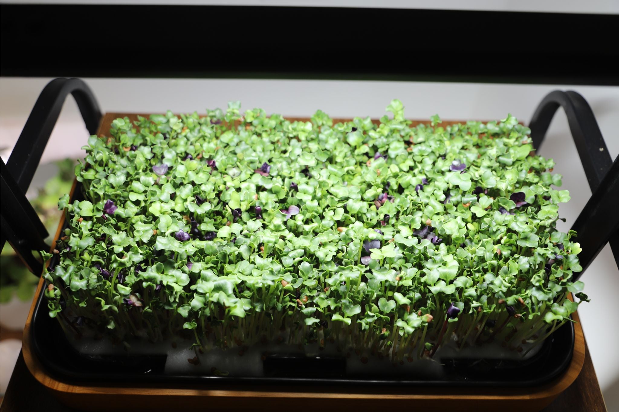 Top view of green and purple microgreens filling the tray of a wooden-style microgreen growing kit