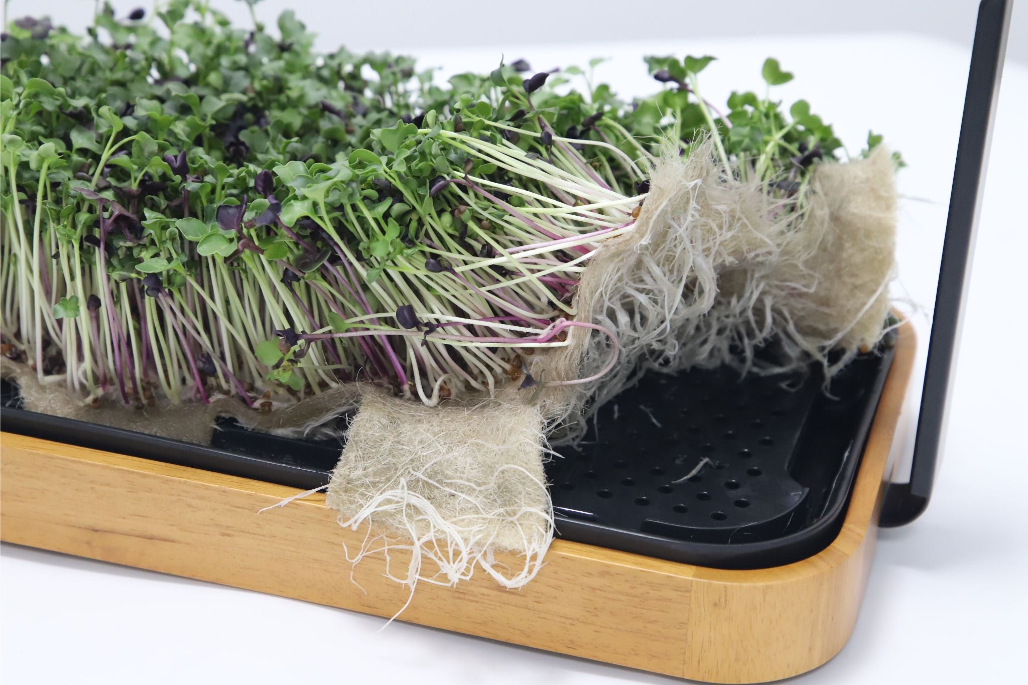 Microgreens and germinating mats with white roots lifted from a LaNiTex wooden microgreen kit tray