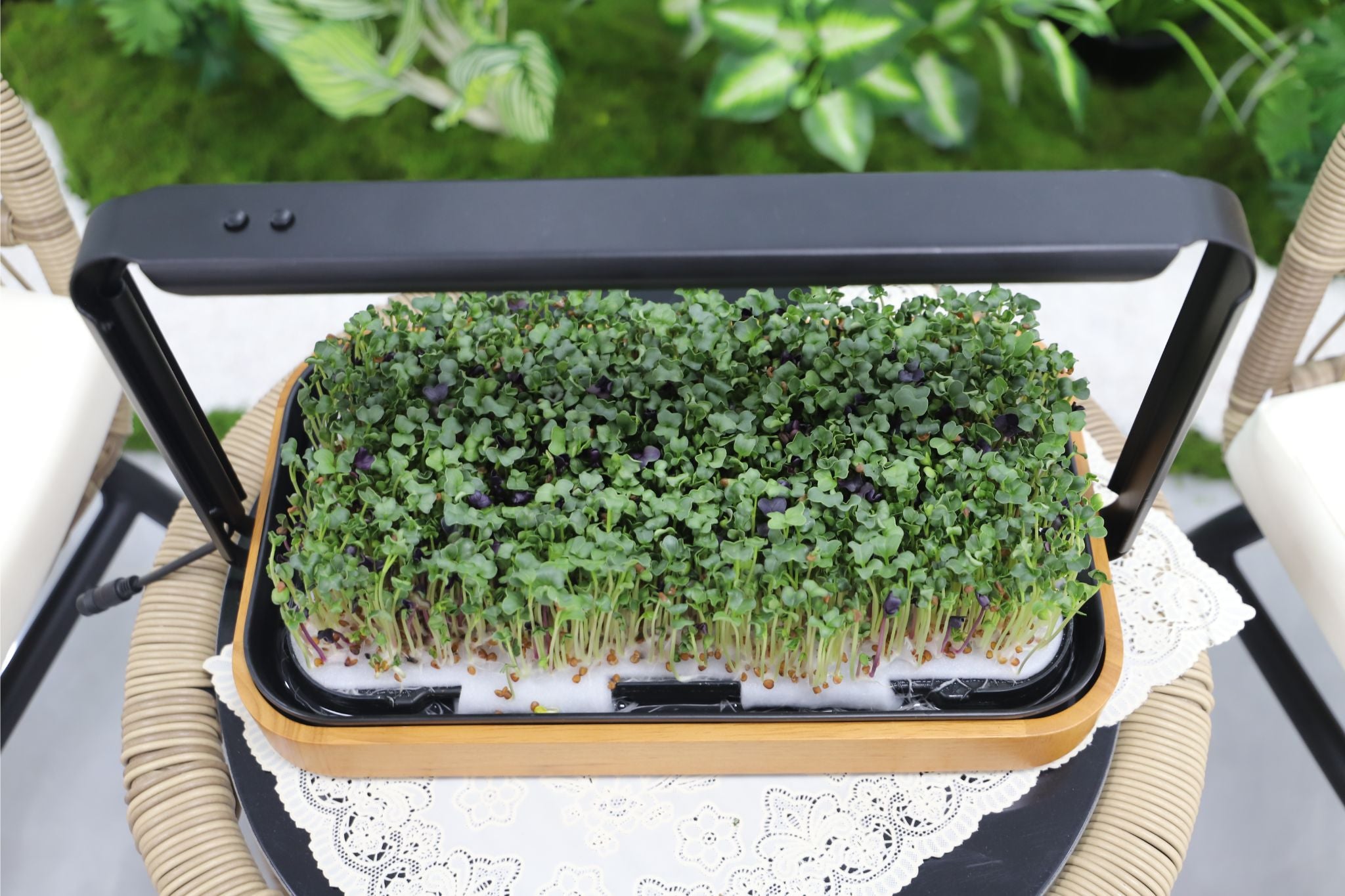 Top-down view of a wooden microgreen kit growing dense microgreens on a styled patio side table