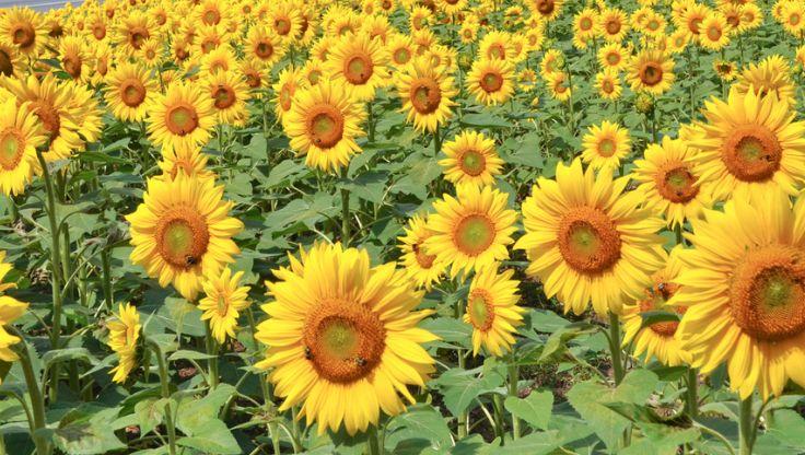 A field of sunflowers flourishing in a hydroponic growing system, their golden petals and dark centers stretching toward the sun in soil-free cultivation.