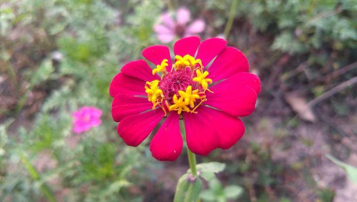 Zinnias blooming in a hydroponic growing system, their bright, multi-colored petals contrasting with lush green foliage, showcasing soil-free cultivation.