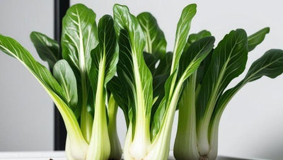 Bok choy with crisp white stalks in a hydroponic system