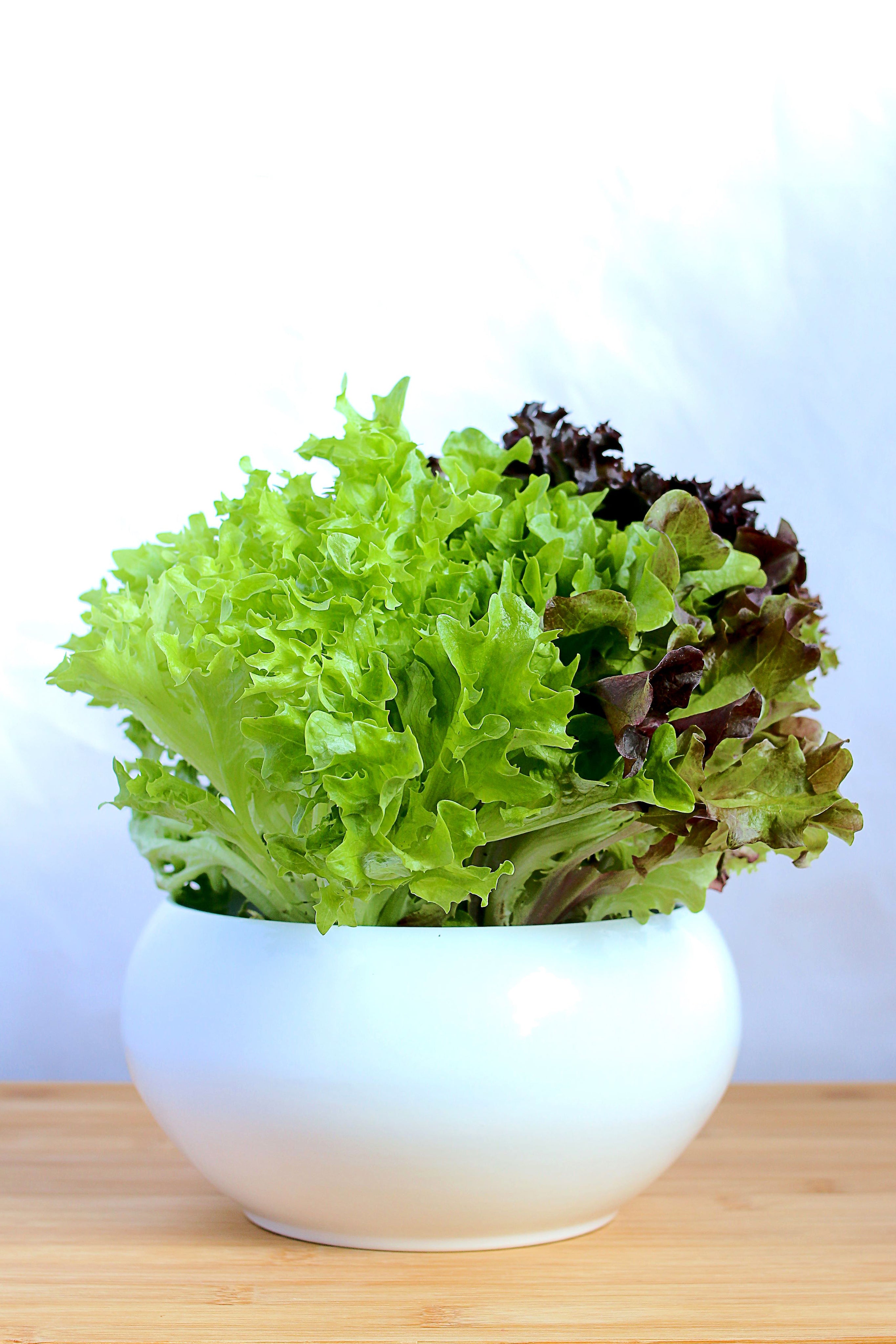 Crisp lettuce leaves in a bowl, cultivated from hydroponic plants, showcasing their fresh texture and vibrant green hues.