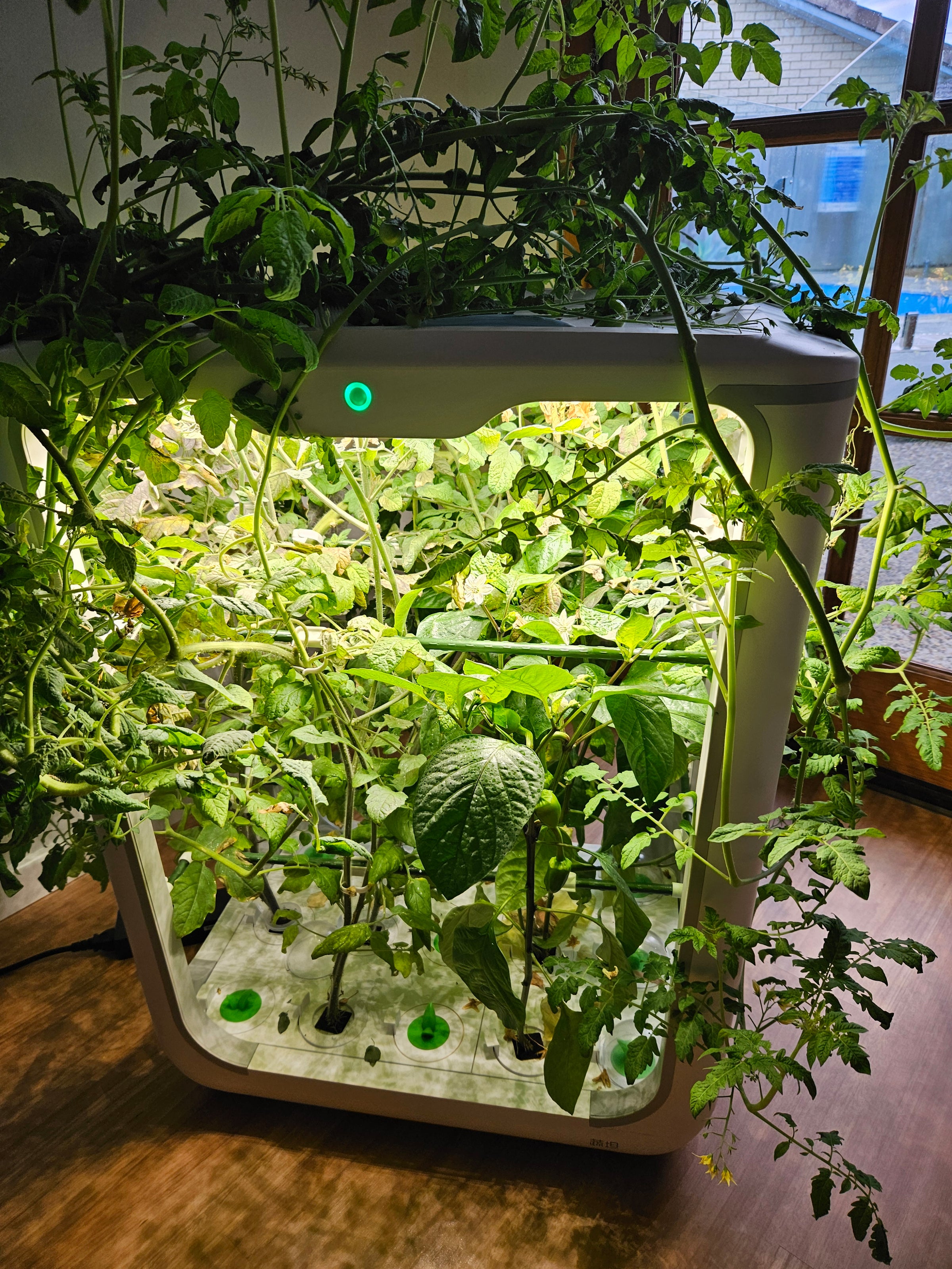 Real Grow Box Tall test grow: capsicum and a vine tomato filling the frame under the 90 W LED