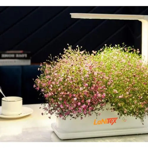 Pink flowers in a LaNiTex Desktop grow box, its desk lamp style light over a home office desk