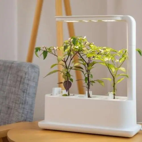 Hydroponic Desktop Grow Box - LaNiTex Hydro Garden