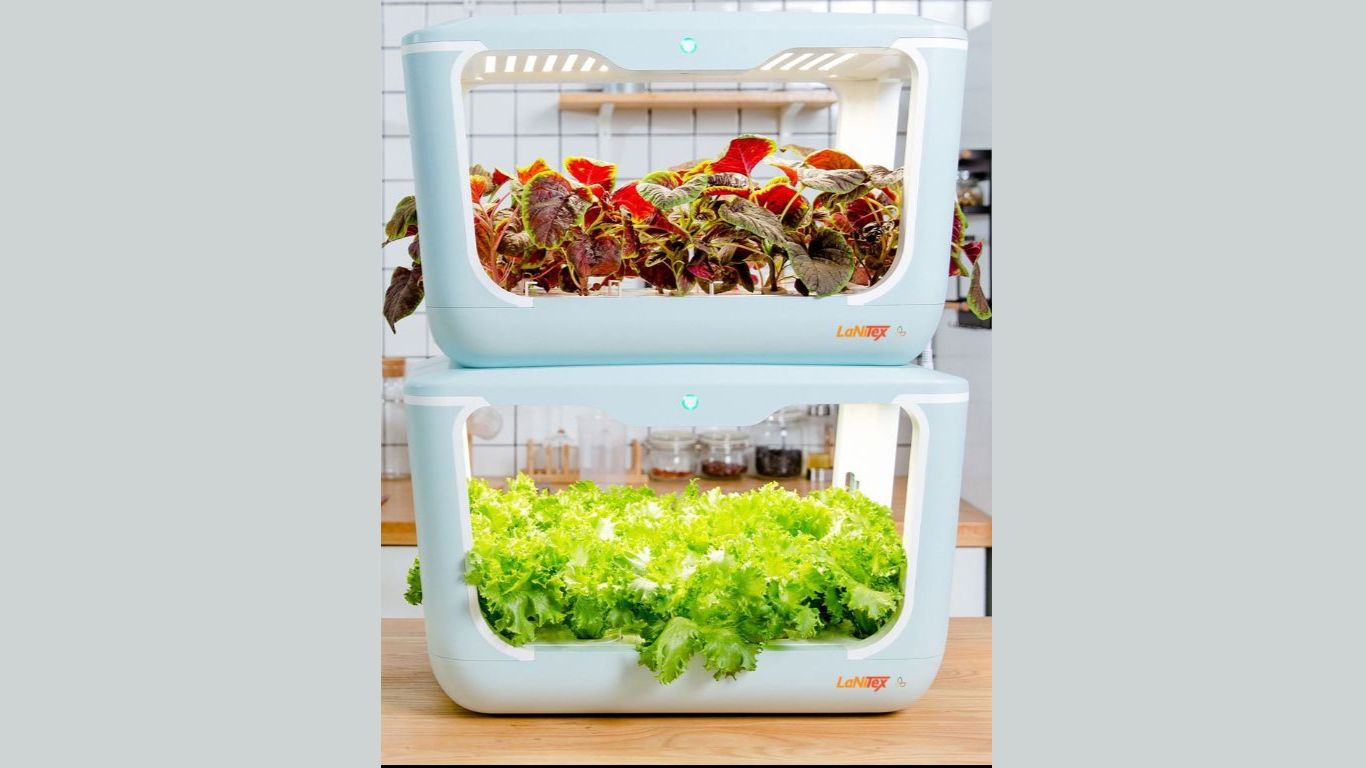 Compact growing box with fresh greens in the kitchen