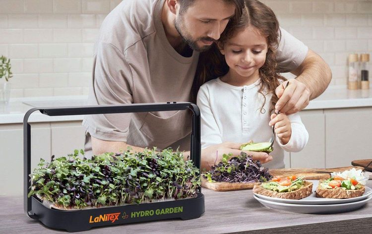 Family harvesting microgreens from a LaNiTex kit in the kitchen