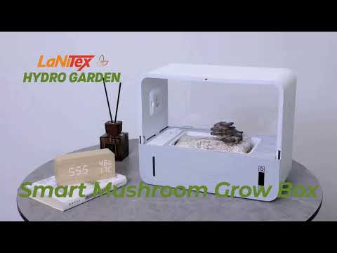 Smart Mushroom Growing Box video – time-lapse of gourmet mushrooms fruiting in the automated growing box
