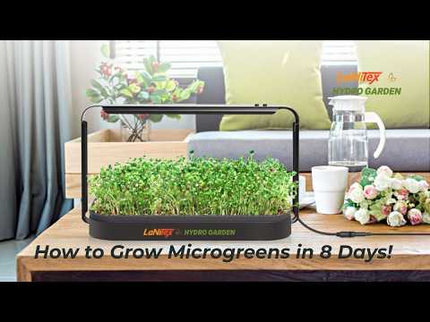 Smart Microgreen Kit video – growing fresh microgreens in 8 days in the Black Metal Edition kit