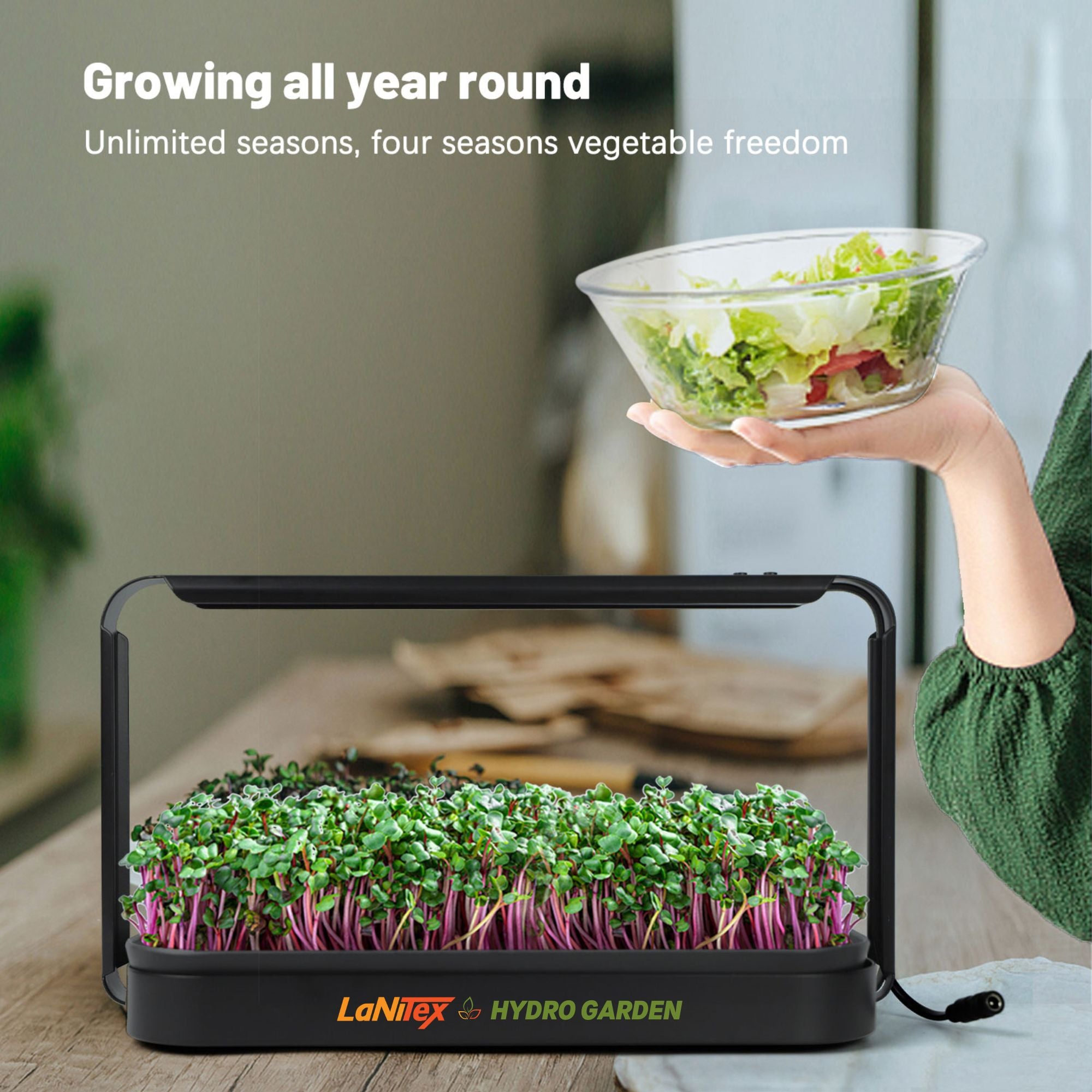Year-round salad from the LaNiTex countertop microgreen growing kit — fresh microgreens harvested into a bowl