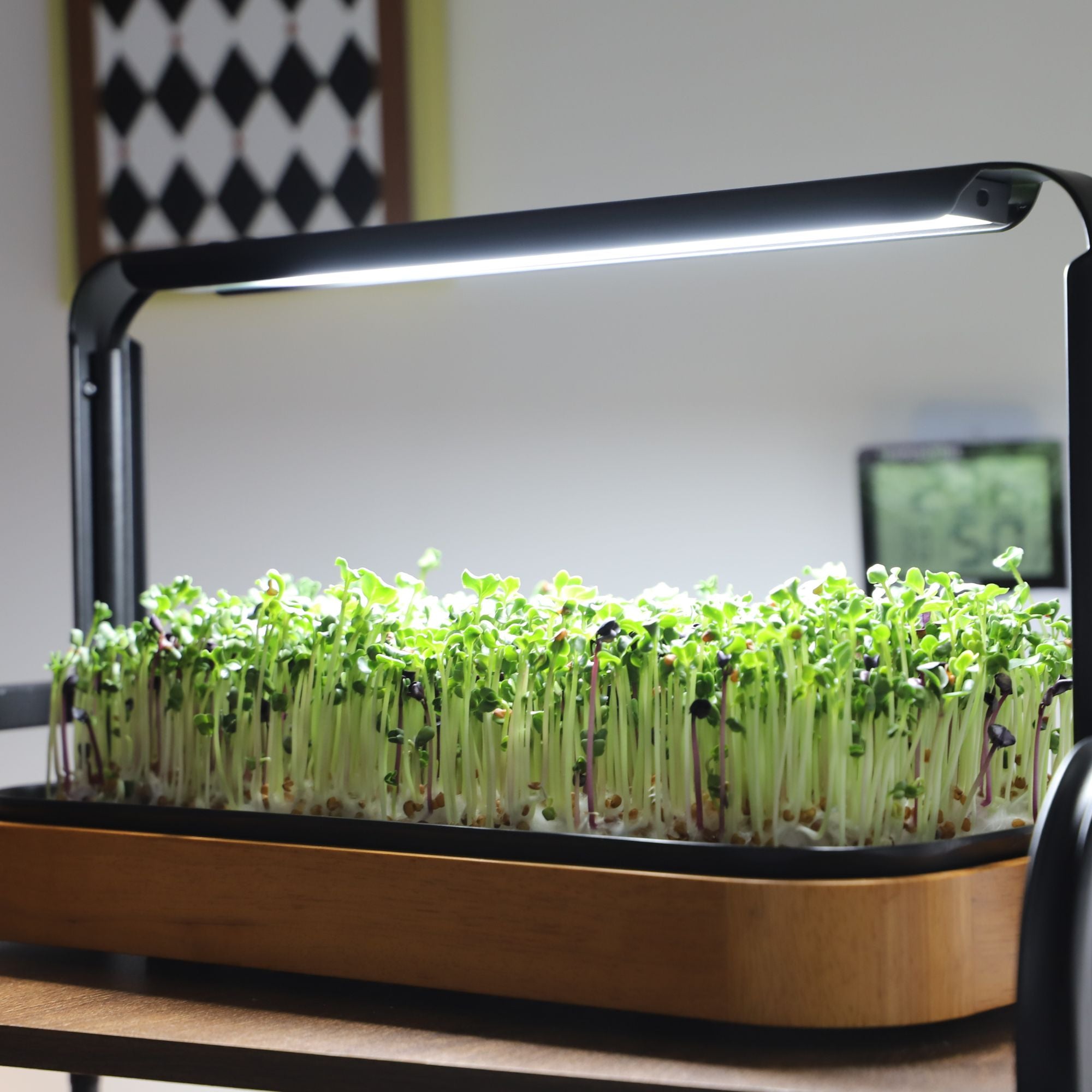 LaNiTex wooden microgreen kit on the kitchen countertop with lush microgreens under an LED grow light
