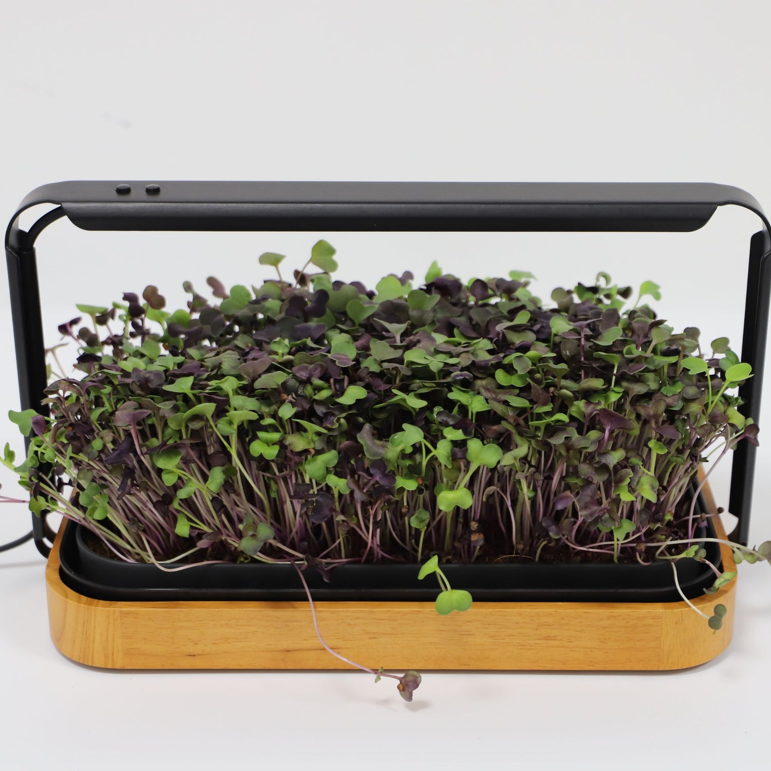 LaNiTex Smart Microgreen Kit wooden finish countertop hydroponic grower with fresh radish microgreens