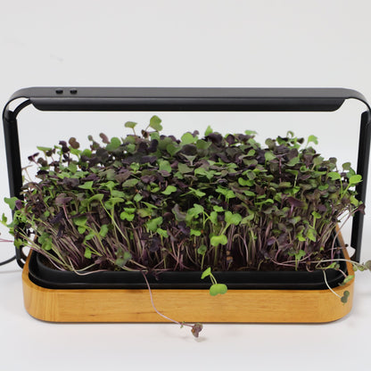 LaNiTex Smart Microgreen Kit wooden finish countertop hydroponic grower with fresh radish microgreens