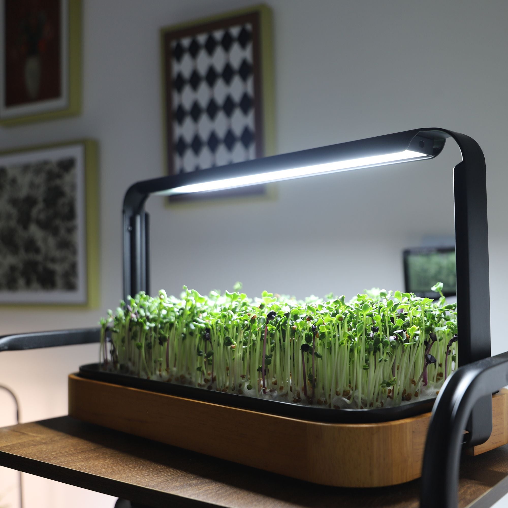 LaNiTex wooden microgreen kit on a shelf in a modern living room, microgreens under a full-spectrum LED