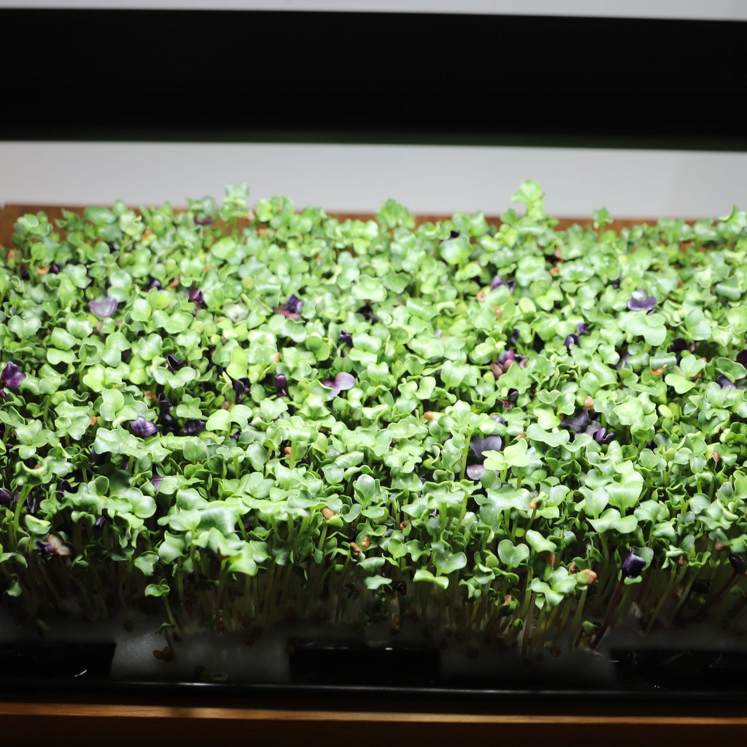 Close-up of fresh microgreens growing in the LaNiTex wooden microgreen kit