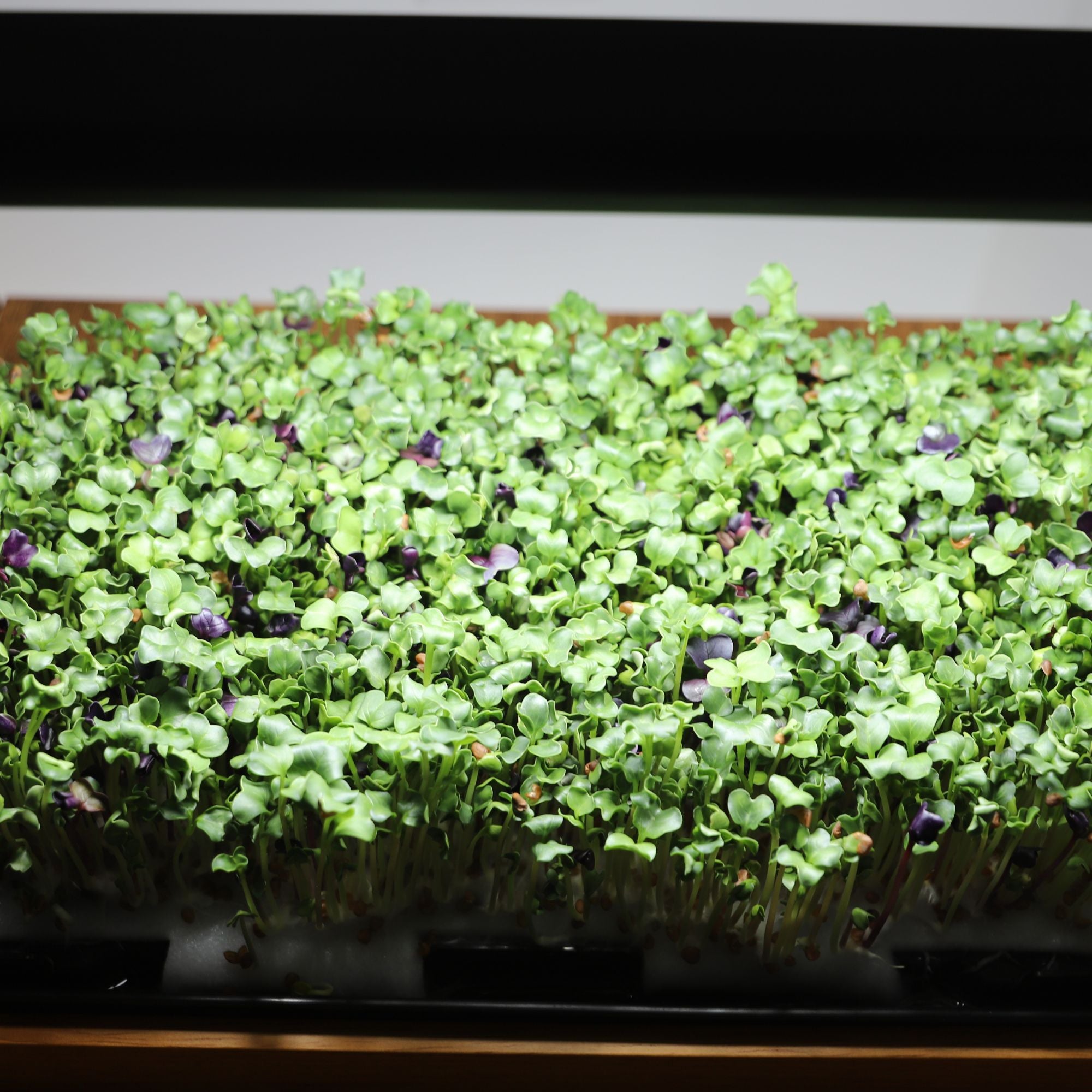 Close-up of fresh microgreens grown soil-free in the LaNiTex wooden microgreen kit
