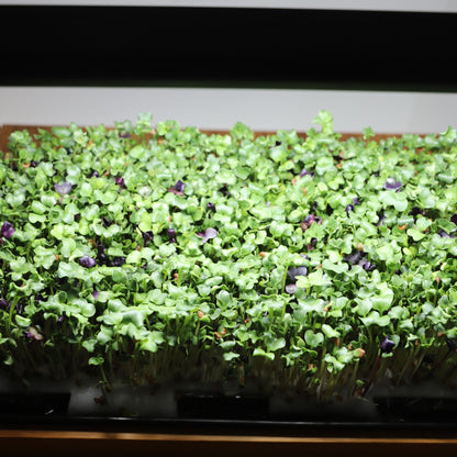 Close-up of fresh microgreens growing in the LaNiTex wooden microgreen kit
