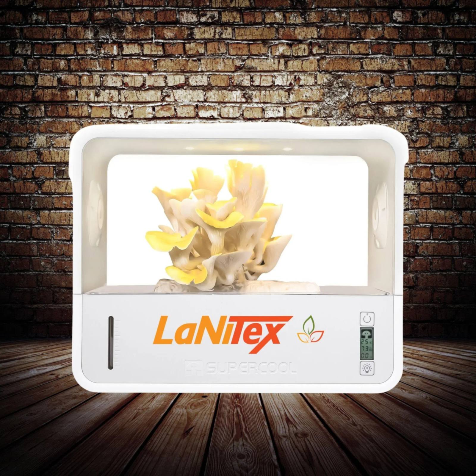LaNiTex Smart Mushroom Growing Box growing golden oyster mushrooms, with live humidity display, against a brick wall