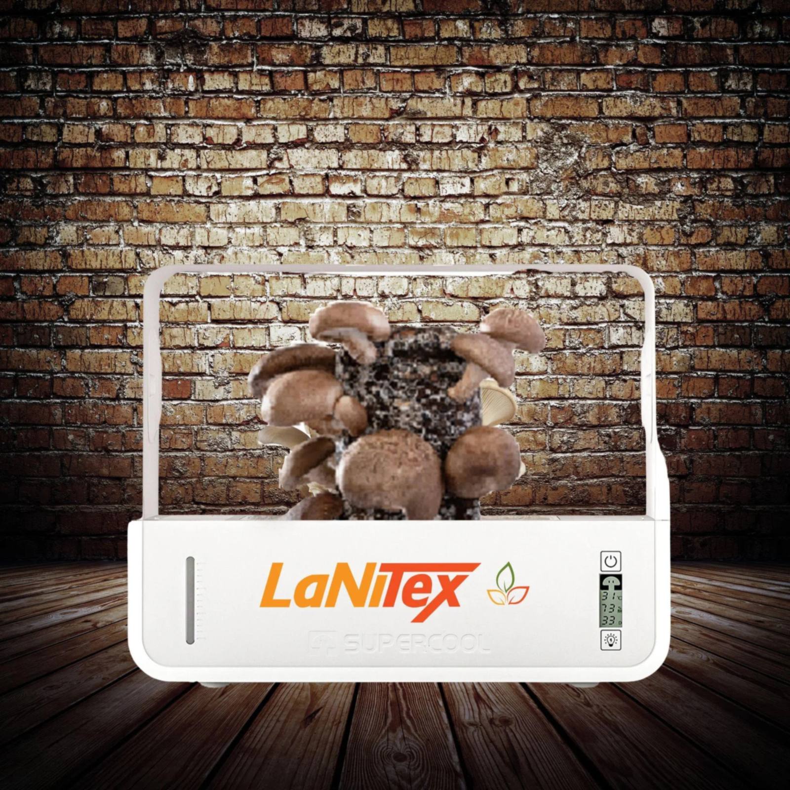 LaNiTex Smart Mushroom Growing Box fruiting shiitake mushrooms on a block, brick wall background